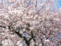 Bright attractive cherry blossom flowers blooming in spring 2021