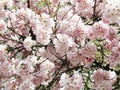 Bright attractive Akebono cherry blossom flowers blooming in spring 2021 Royalty Free Stock Photo