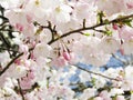 Bright attractive Akebono cherry blossom flowers blooming in spring 2021 Royalty Free Stock Photo