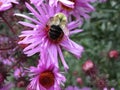 Bright attractive bee pollinating purple Aster flower close up in a garden