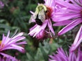 Bright attractive bee pollinating purple Aster flower close up in a garden