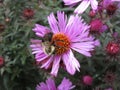 Bright attractive bee pollinating purple Aster flower close up in a garden