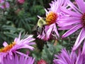 Bright attractive bee pollinating purple Aster flower close up in a garden