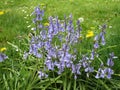 Bright attractive blooming blue Common Bluebell flowers in the field in early spring 2020