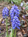 Bright attractive blooming blue Grape Hyacinth flowers in the field in early spring 2020 Royalty Free Stock Photo