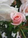 Bright attractive blooming peach pink rose flowers in the field in early summer Royalty Free Stock Photo