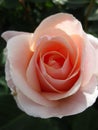 Bright attractive blooming peach rose flowers in the field in early summer Royalty Free Stock Photo