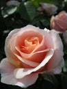 Bright attractive blooming peach white rose flowers in the field in early summer 2020 Royalty Free Stock Photo