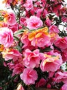 Bright attractive blooming pink red blossom flowers in Vancouver