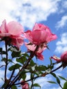 Bright attractive blooming pink rose flowers in the field in early summer 2020 Royalty Free Stock Photo