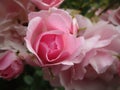 Bright attractive blooming pink Royal Bonica rose flowers in the field in early summer Royalty Free Stock Photo