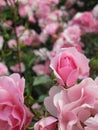 Bright attractive blooming pink Royal Bonica rose flowers in the field in early summer Royalty Free Stock Photo