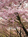 Bright attractive blooming pink white Somei Yoshino cherry blossom flowers in 2020