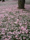 Bright attractive blooming pink white Yaezakura cherry blossom flower petals on grassy ground