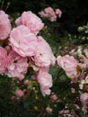 Bright attractive blooming soft pink Bonica roses in the field in early summer season Royalty Free Stock Photo