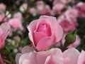 Bright attractive blooming pink Royal Bonica rose flowers in the field in early summer Royalty Free Stock Photo