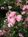 Bright attractive blooming pink Royal Bonica rose flowers in the field in early summer Royalty Free Stock Photo