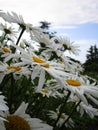 Bright attractive blooming Shasta Daisy flowers in the field in early summer 2020