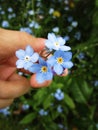 Bright attractive blue forget me not flowers in bloom in the field