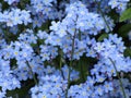 Bright attractive blue forget-me-nots at Queen Elizabeth Park Rose Garden