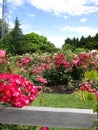 Bright attractive blue sky over many plants and red rose flowers at Queen Elizabeth Park Rose Garden Royalty Free Stock Photo