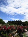 Bright attractive blue sky over many plants and red rose flowers at Queen Elizabeth Park Rose Garden Royalty Free Stock Photo