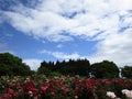 Bright attractive blue sky over red rose blossom flowers in a park garden June 2020 Royalty Free Stock Photo