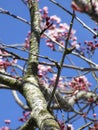 Bright attractive budding and blooming plum blossom branch Prunus mume in Vancouver 2020.