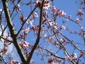 Bright attractive budding and blooming plum blossom Prunus mume in Vancouver 2020.