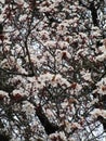 Bright attractive budding and blooming plum blossom Prunus mume in Vancouver