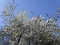 Bright lovely white cherry blossom flowers in spring, Canada, May 2018 Royalty Free Stock Photo