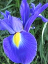 Bright attractive colorful Blue Ribbon Dutch Iris flower blooming in a park garden in May 2021 Royalty Free Stock Photo