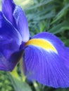 Bright attractive colorful Blue Ribbon Dutch Iris flower blooming in a park garden in May 2021 Royalty Free Stock Photo