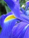 Bright attractive colorful Blue Ribbon Dutch Iris flower blooming in a park garden in May 2021 Royalty Free Stock Photo