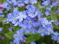 Bright attractive colorful forget me not flowers blooming in April 2021