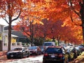 Bright attractive colorful lush autumn foliage and trees street scenery with parked cars in November 2020