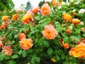 Bright attractive colorful orange pink rose flowers blooming in a park garden in June 2021 Royalty Free Stock Photo