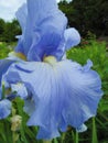 Bright attractive colorful light blue tall bearded German iris flower blooming in a park garden in June 2021 Royalty Free Stock Photo