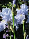 Bright attractive colorful light blue tall bearded German iris flowers blooming in a park garden in June 2021 Royalty Free Stock Photo