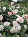 Bright attractive colorful peach white `Pretty Lady` rose flowers blooming in a park garden in June 2021