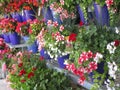 Bright attractive colorful petunia flowers in blue pots blooming in early summer 2019 Royalty Free Stock Photo