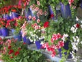 Bright attractive colorful petunia flowers in blue pots blooming in early summer 2019 Royalty Free Stock Photo