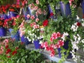 Bright attractive colorful petunia flowers in blue pots blooming in early summer 2019 Royalty Free Stock Photo