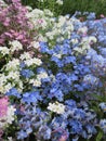 Bright attractive colorful pink blue forget-me-not flowerbed blooming in springtime April 2021 Royalty Free Stock Photo