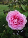 Bright attractive colorful pink Eleganza rose flower in bloom in Canada 2020 Royalty Free Stock Photo