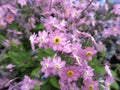 Bright attractive colorful pink forget-me-not flowerbed blooming in springtime May 2021 Royalty Free Stock Photo