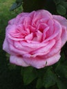 Bright attractive colorful pink red Eleganza hybrid tea rose flower in bloom in Canada 2020 Royalty Free Stock Photo