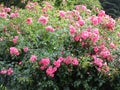 Bright attractive colorful pink red rose flowers in bloom in Stanley Park Rose Garden 2020 Royalty Free Stock Photo