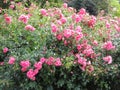 Bright attractive colorful pink red rose flowers in bloom in Stanley Park Rose Garden 2020 Royalty Free Stock Photo
