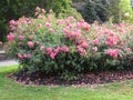 Bright attractive colorful pink red rose flowers in bloom in Stanley Park Rose Garden 2020 Royalty Free Stock Photo